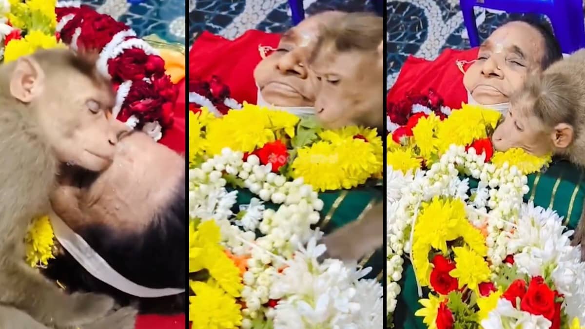 Emotional viral video of monkey mourning elderly woman in Karnataka showing rare human animal bond and grief