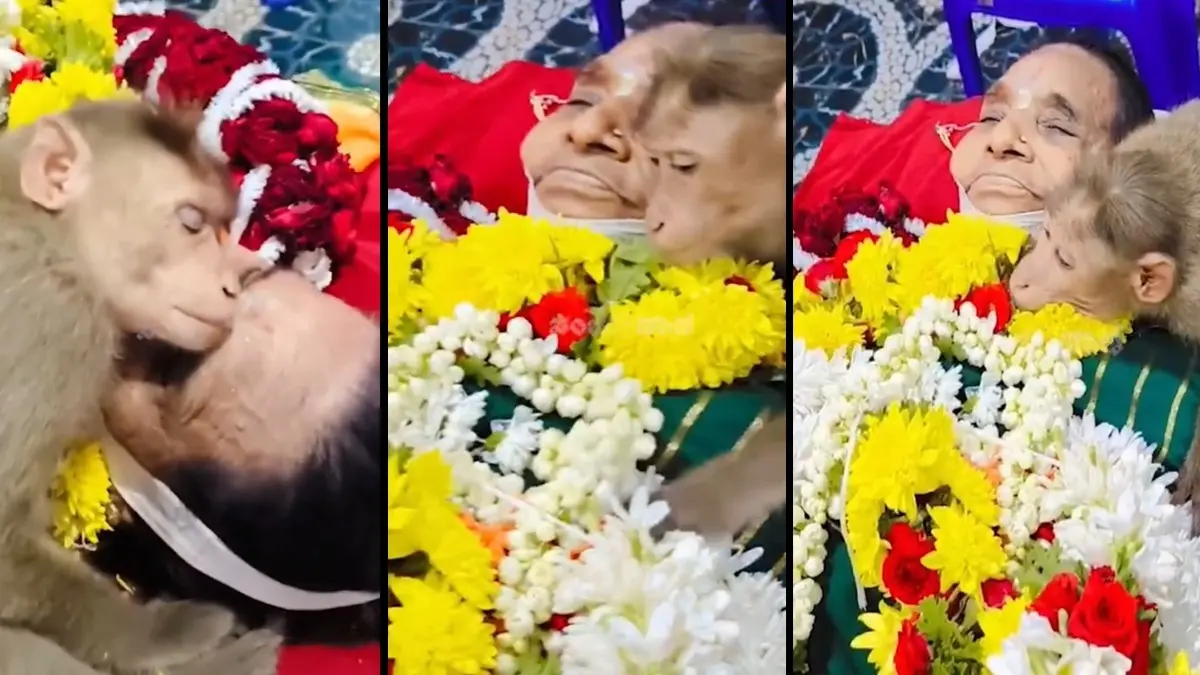 Heartbreaking Goodbye: Monkey Hugs Lifeless 85-Year-Old Woman Who Fed It Daily Emotional viral video of monkey mourning elderly woman in Karnataka showing rare human animal bond and grief
