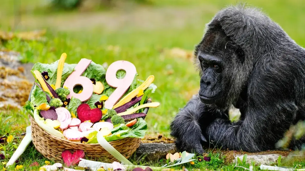 Fatou, World’s Oldest Gorilla Living In Captivity, Celebrates Her 69th Birthday At Berlin Zoo Fatou, World’s Oldest Gorilla Living In Captivity, Celebrates Her 69th Birthday At Berlin Zoo