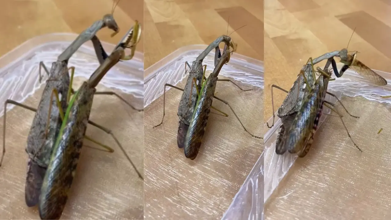 VIDEO: मेटिंग के बाद जिंदा खा जाती है ये Female, फिर भी संबंध बनाने के लिए जान की बाजी लगाता है Male female praying mantis eat male partner after physical relation