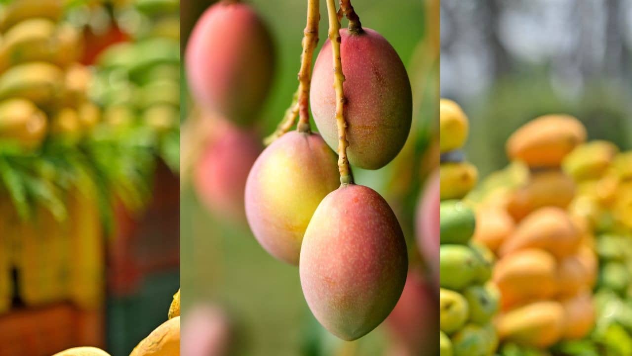 From Alphonso To Langra: Famous Mango Varieties In India And How To Identify Them