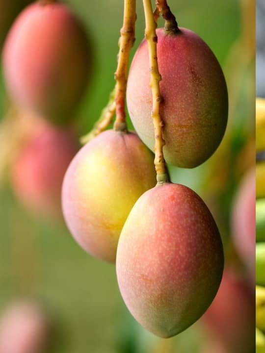 From Alphonso To Langra: Famous Mango Varieties In India And How To Identify Them