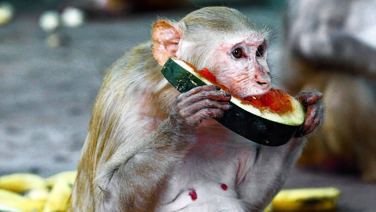 From Sprinklers To Summer Special Diets: Know How Zoos Keep Animals Cool During Heatwaves