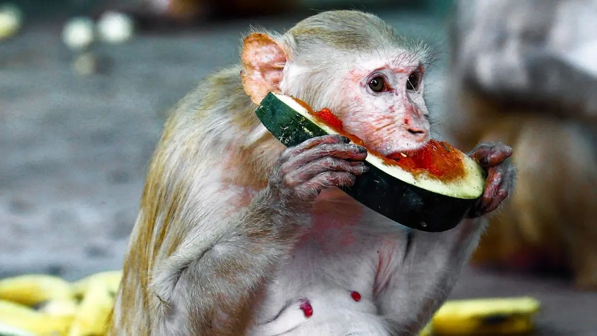 From Sprinklers To Summer Special Diets: Know How Zoos Keep Animals Cool During Heatwaves From Sprinklers To Summer Special Diets: Know How Zoos Keep Animals Cool During Heatwaves