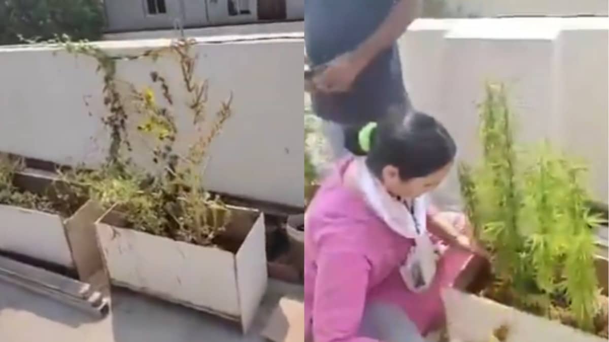 This Hyderabad Techie Could Have Grown 10 Kg Ganja On His Terrace After Quitting Job. But... | Watch