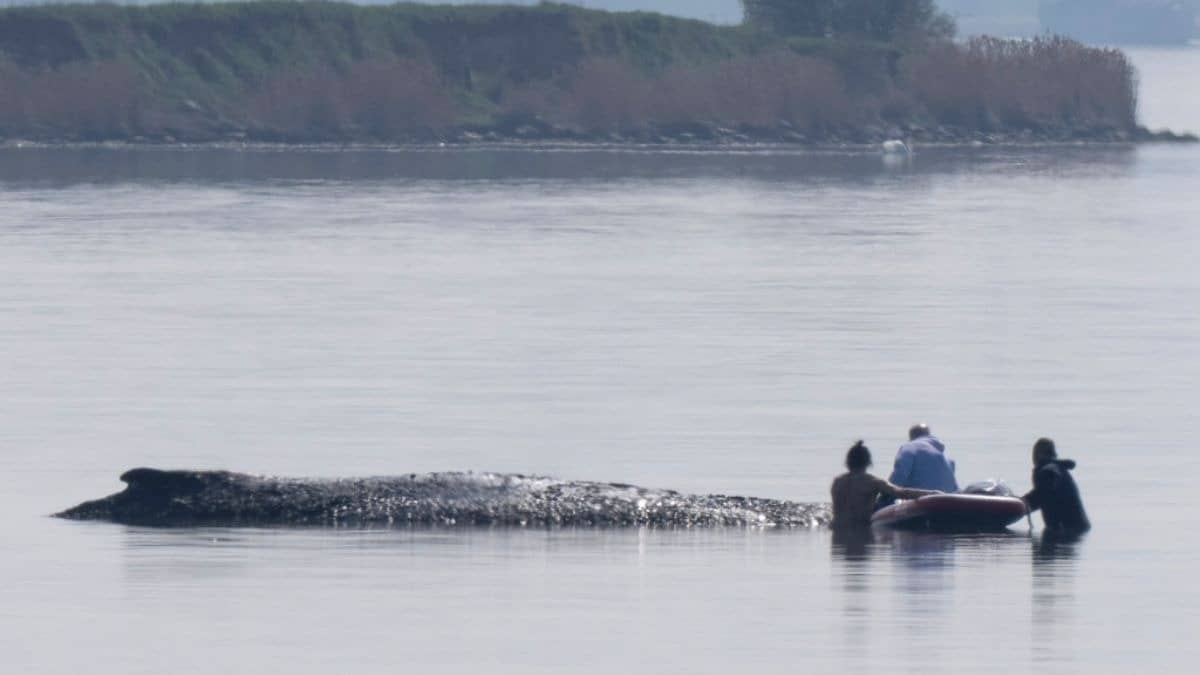 German Rescuers Plan To Use Air Cushions To Save Timmy The Stranded Whale