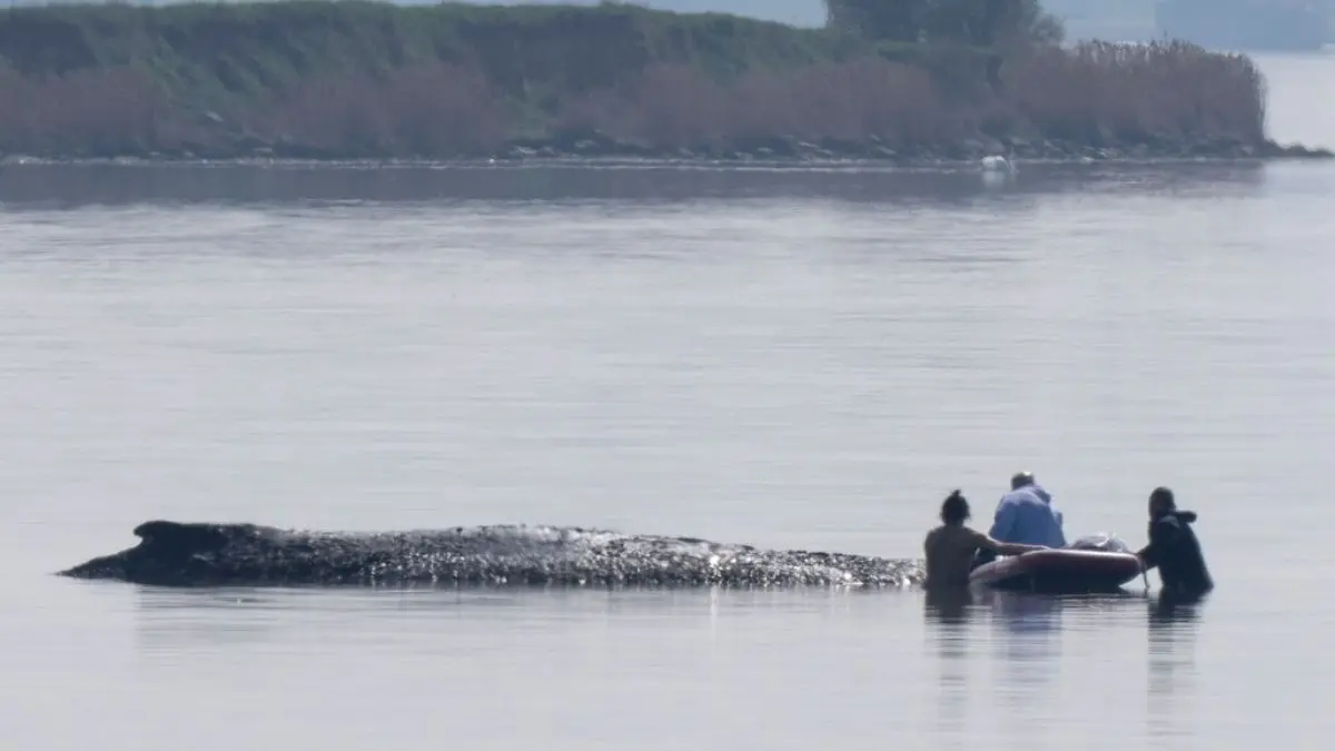 German Rescuers Plan To Use Air Cushions To Save Timmy The Stranded Whale German Rescuers Plan To Use Air Cushions To Save Timmy The Stranded Whale
