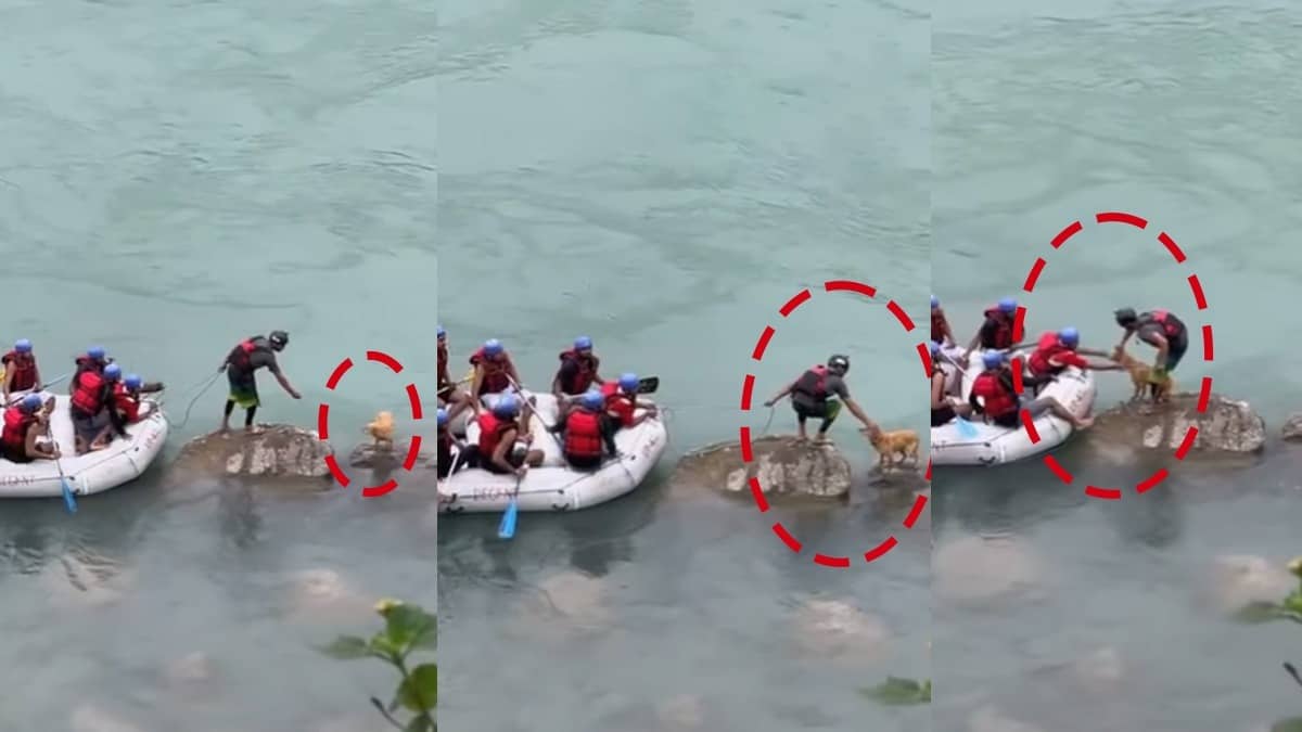Heartstopping Video of Raft Operator Rescuing Stranded Dog's Life in Rising Ganga Goes Viral | WATCH