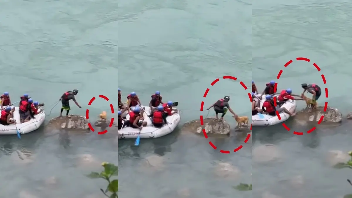 Heartstopping Video of Raft Operator Rescuing Stranded Dog's Life in Rising Ganga Goes Viral | WATCH Heartstopping Video of Raft Operator Rescuing Stranded Dog's Life in Rising Ganga Goes Viral | WATCH