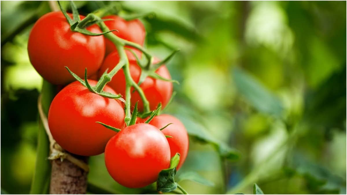 Here's how to increase the shelf life of tomatoes