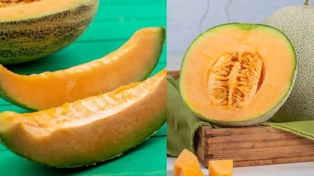 Musk Melon Buying Tips: खरबूजा मीठा है या नहीं? बिना काटे मिनटों में पता लगाने के लिए काम आएंगे ये आसान टिप्स how to buy musk melon easily tips and hacks to purchase kharbooja kharidne ke tips