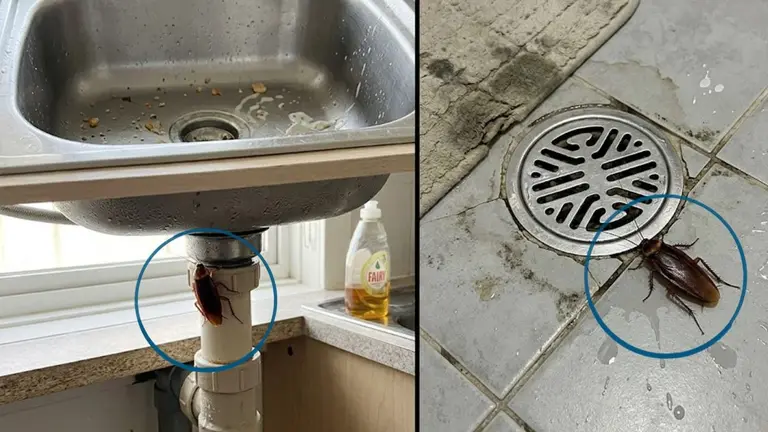 Cockroach Removal Tips: गंदे कॉकरोच ने कर लिया किचन-बाथरूम की नालियों पर कब्जा? इन 2 उपायों से मिनटों में हो जाएंगे रफूचक्कर how to get rid of cockroach from kitchen and bathroom drainage using haldi neem powder and baking soda cockroach bhagane ke desi upay