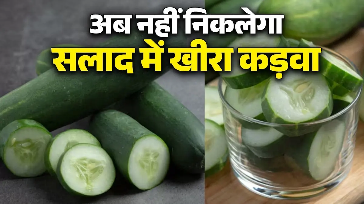 Cucumber Bitterness Removal Tips: खीरे की कड़वाहट ने बिगाड़ दिया है सलाद का स्वाद? इन आसान ट्रिक्स से मिनटों में दूर करें कड़वापन how-to-remove-cucumber-bitterness-in summer easy-tricks for salad kheere-ki-kadwahat-kaise-door-kare-tips