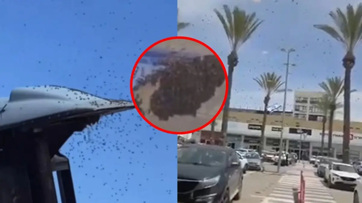Biblical Prophecy? God's Intervention? Netizens Point to Quran and Bible as Bee Swarms Envelop Israel Israel attacked by large swarms of bees