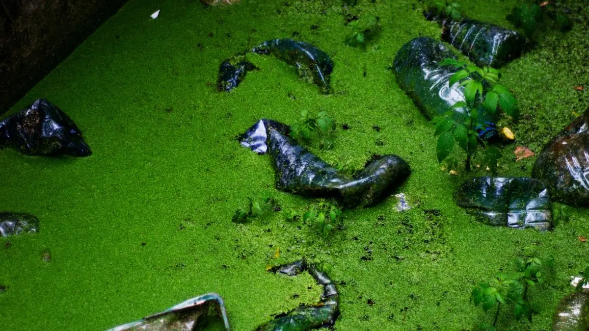 Indore-Like Crisis Hits Jaipur: Over 1,000 Fall Ill After Sewage Mixes with Drinking Water Jaipur Water Crisis: Over 1000 Fall Sick Upon Consuming Contaminated Water