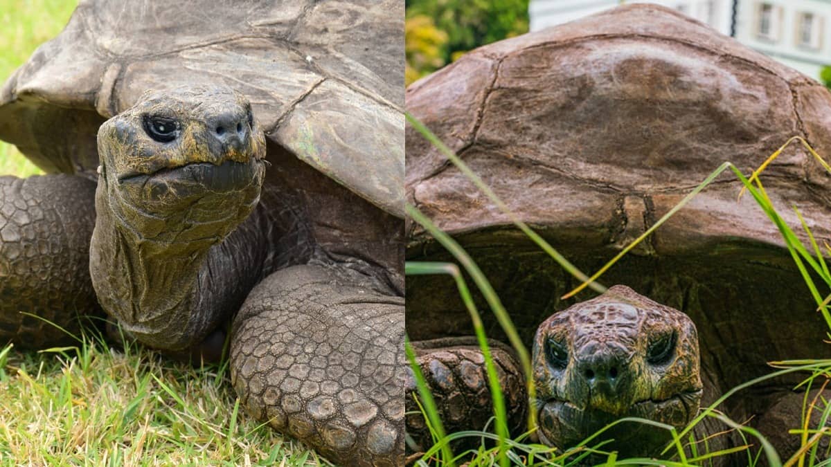 Jonathan the tortoise is alive