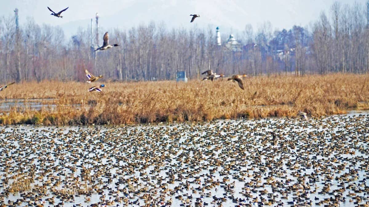 Kashmir’s Queen of Wetlands Shrinks: Audit Warns Hokersar Losing Water, Birds, And Biodiversity