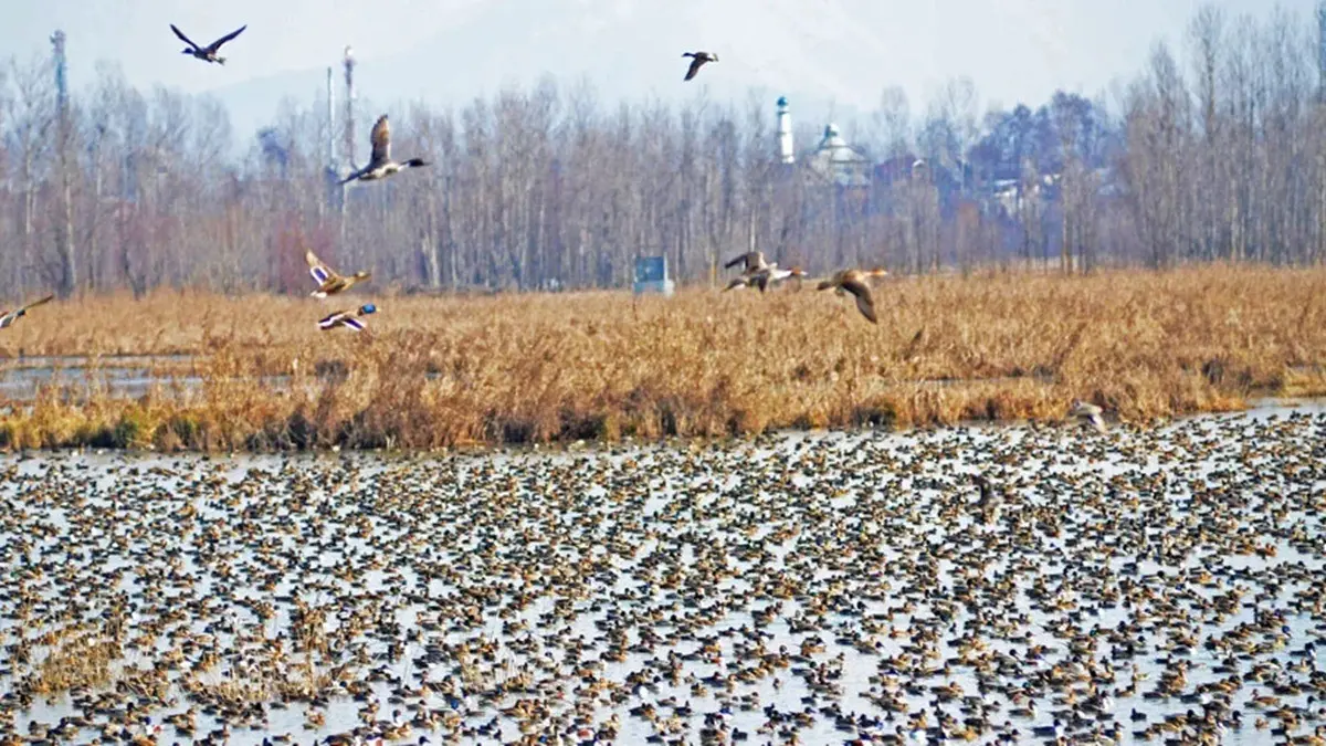 Kashmir’s Queen of Wetlands Shrinks: Audit Warns Hokersar Losing Water, Birds, And Biodiversity Kashmir’s Queen of Wetlands Shrinks: Audit Warns Hokersar Losing Water, Birds, And Biodiversity