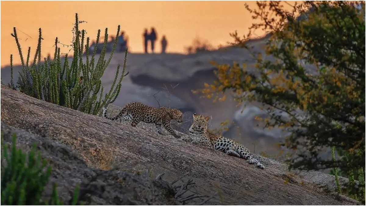 Travel To 'India's Maasai Mara' Where Leopard Sightings Are Certain Leopard sightings in Jawai, near Udaipur, Rajasthan, are certain