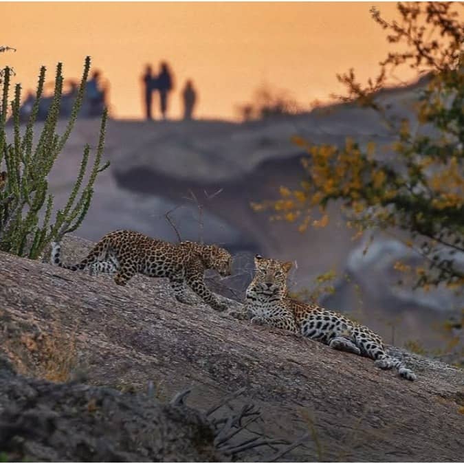 Leopard sightings in Jawai, near Udaipur, Rajasthan, are certain