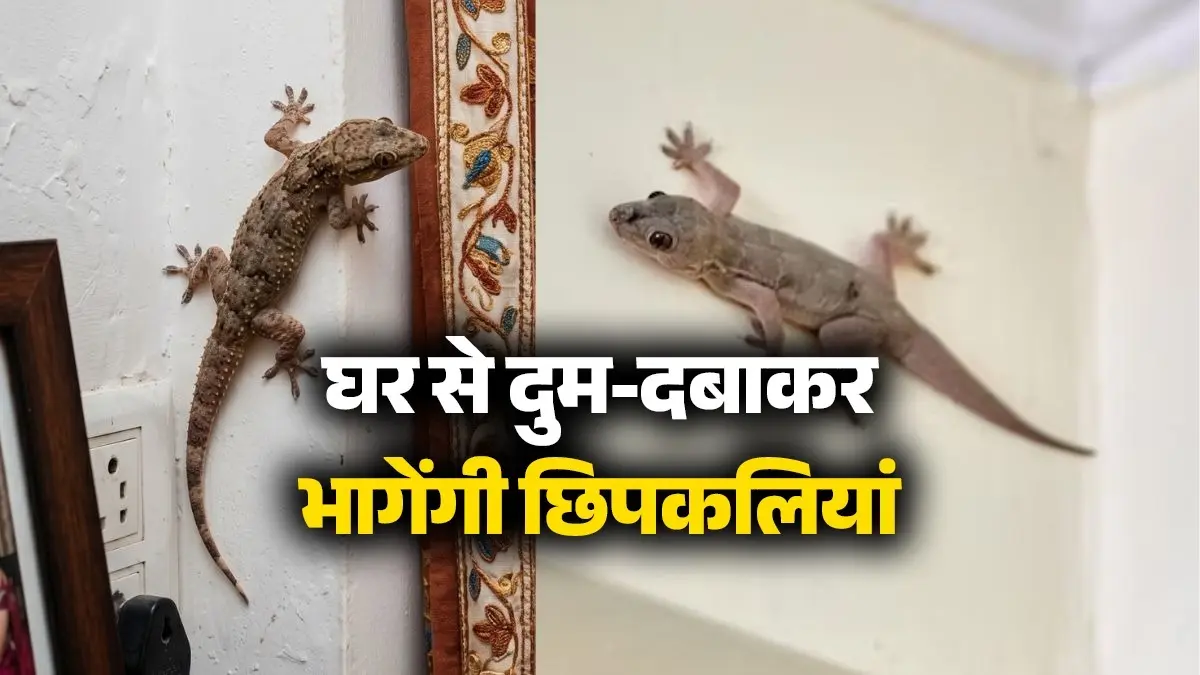 Lizard Removal Tips: घर से दुम-दबाकर भाग जाएंगी छिपकलियां, बस दिन में एक बार करें ये देसी उपाय lizard-removal-tips-home-remedies how to get-rid-of-lizards chipkali-bhagane-ke-desi-upay