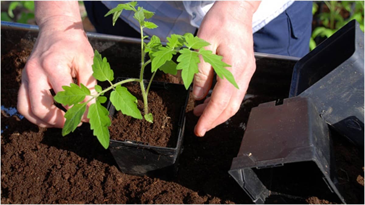 Magnesium and sulfur in Epsom salt helps plants bloom and remain healthy 