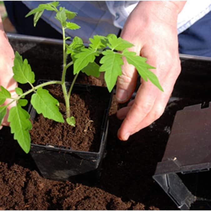 Magnesium and sulfur in Epsom salt helps plants bloom and remain healthy 
