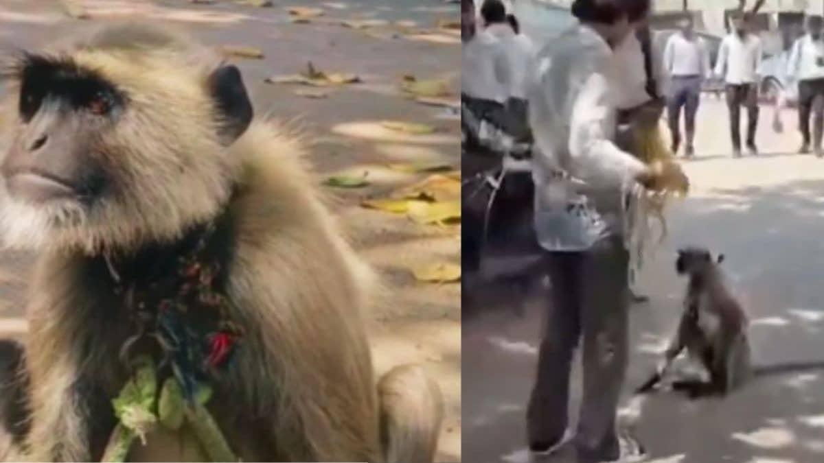 Meet Golu: ₹12,000 ‘Security Guard’ Langur Who Went Viral, Now Set Free