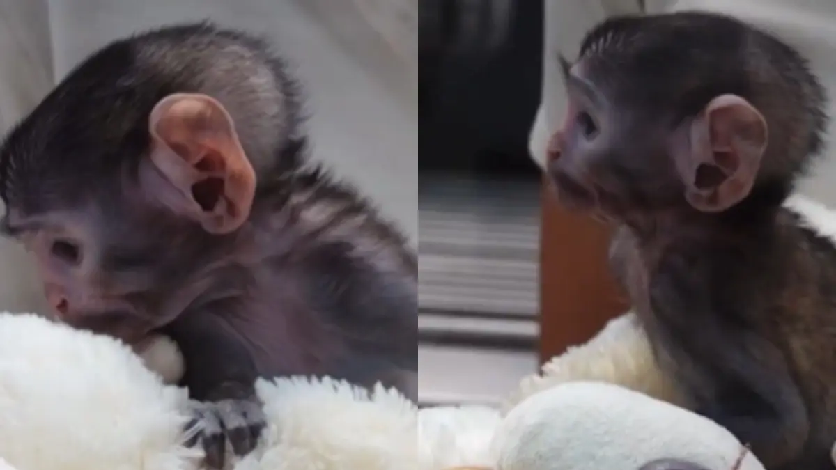 Baby Monkey Plays With Teddy Bear At Mexican Zoo, Internet Says 'Aww' | Watch Baby Monkey Plays With Teddy Bear At Mexican Zoo, Internet Says 'Aww' | Watch