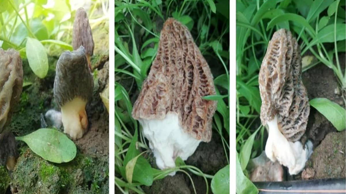 Morchella Moves Beyond Forests: SKUAST-Kashmir’s Landmark Innovation Opens Global Agri-Market