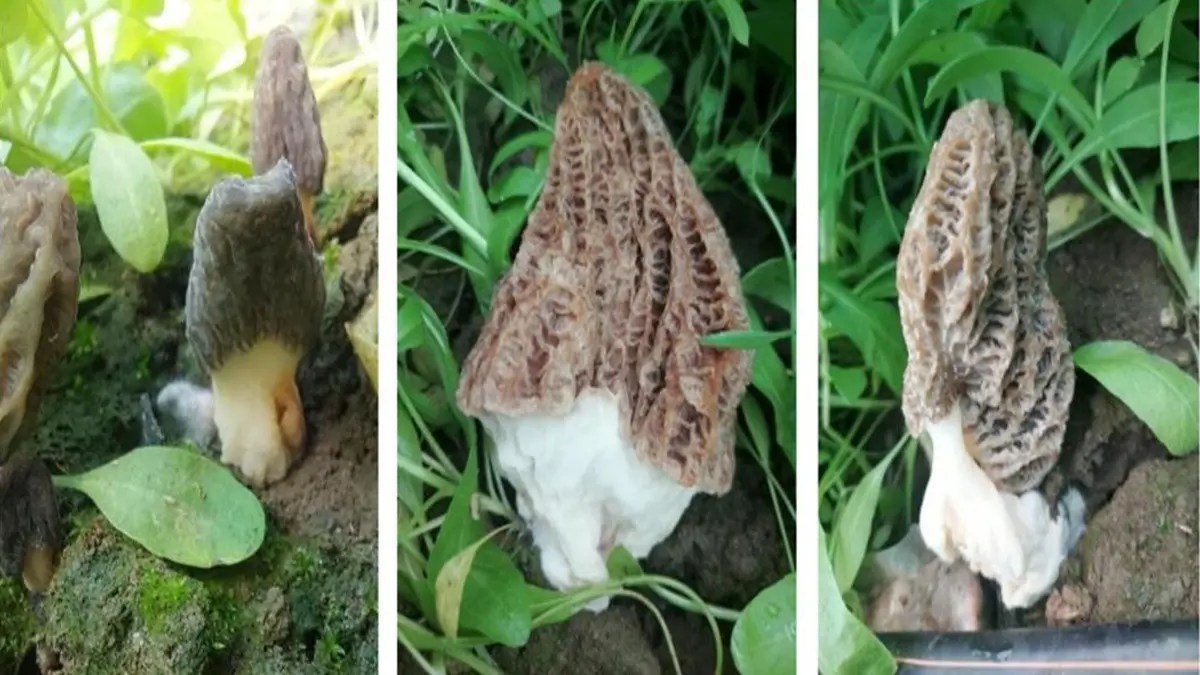 Morchella Moves Beyond Forests: SKUAST-Kashmir’s Landmark Innovation Opens Global Agri-Market Morchella Moves Beyond Forests: SKUAST-Kashmir’s Landmark Innovation Opens Global Agri-Market