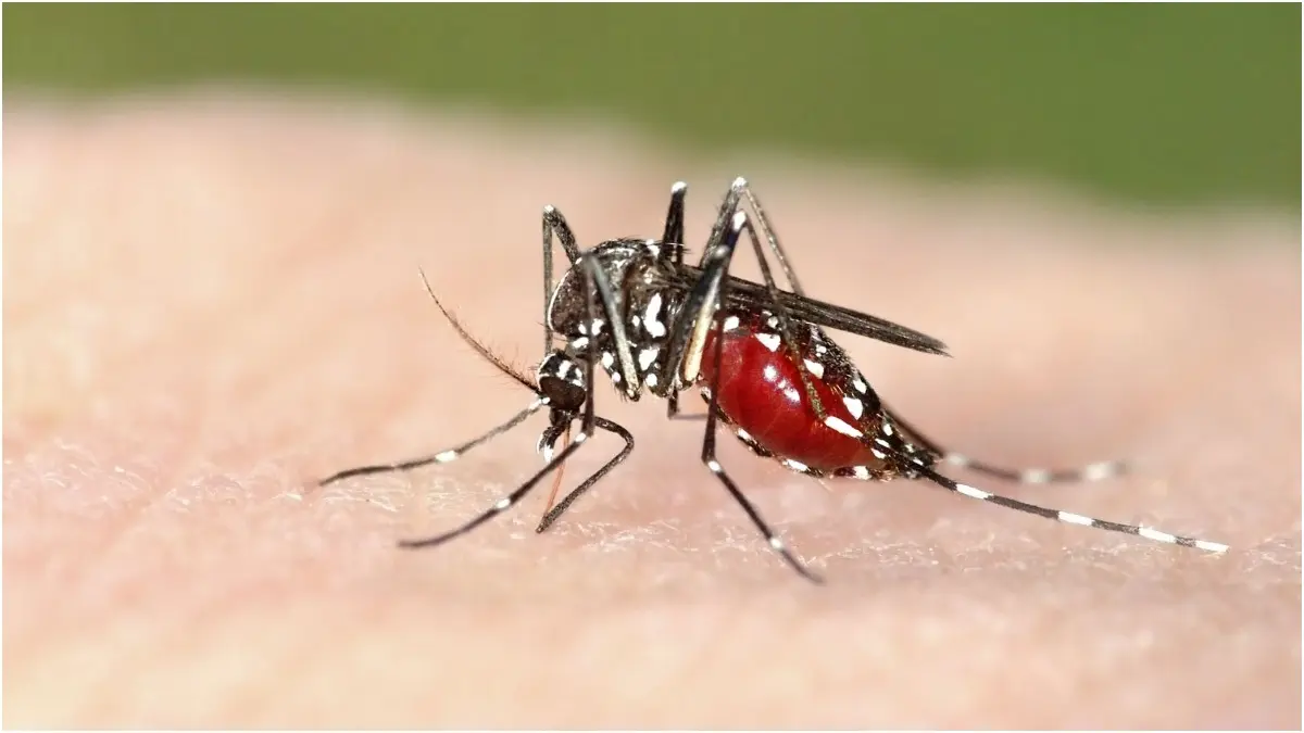 Summer Menace: How To Drive Mosquitoes Away From Your Home For Good? Mosquitoes cause deadly diseases like malaria and chikungunya