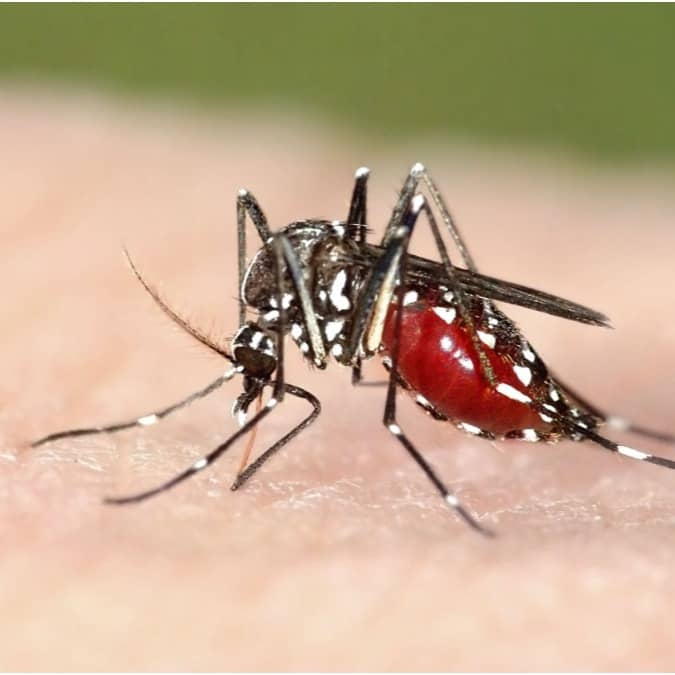 Mosquitoes cause deadly diseases like malaria and chikungunya