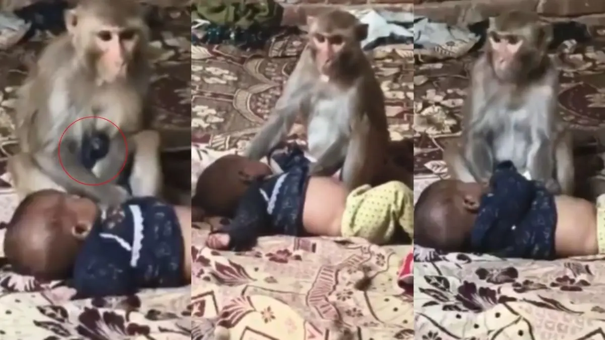 VIRAL VIDEO: बंदरिया ने 3 महीने के बच्चे को बनाया बंधक, अपना बच्चा समझ डेढ़ घंटे तक उड़ेलती रही प्यार; परिजनों के उड़े होश लेकिन... muzaffarnagar-news female monkey held 3-month-old newborn baby girl as hostage rescue-charthawal viral video