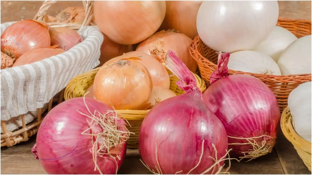Is Jyotiraditya Scindia's Claim Of Carrying Onion In Pocket To Prevent Heat Stroke Scientifically Valid? Onions can prevent heat stroke