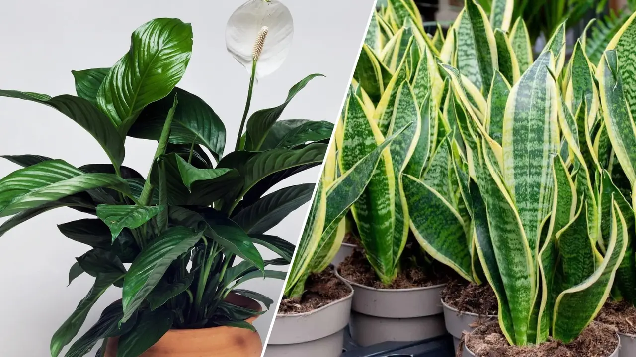 5 Plants That Thrive In Low Sunlight Peace lilies (L) and snake plants grow well in low light conditions