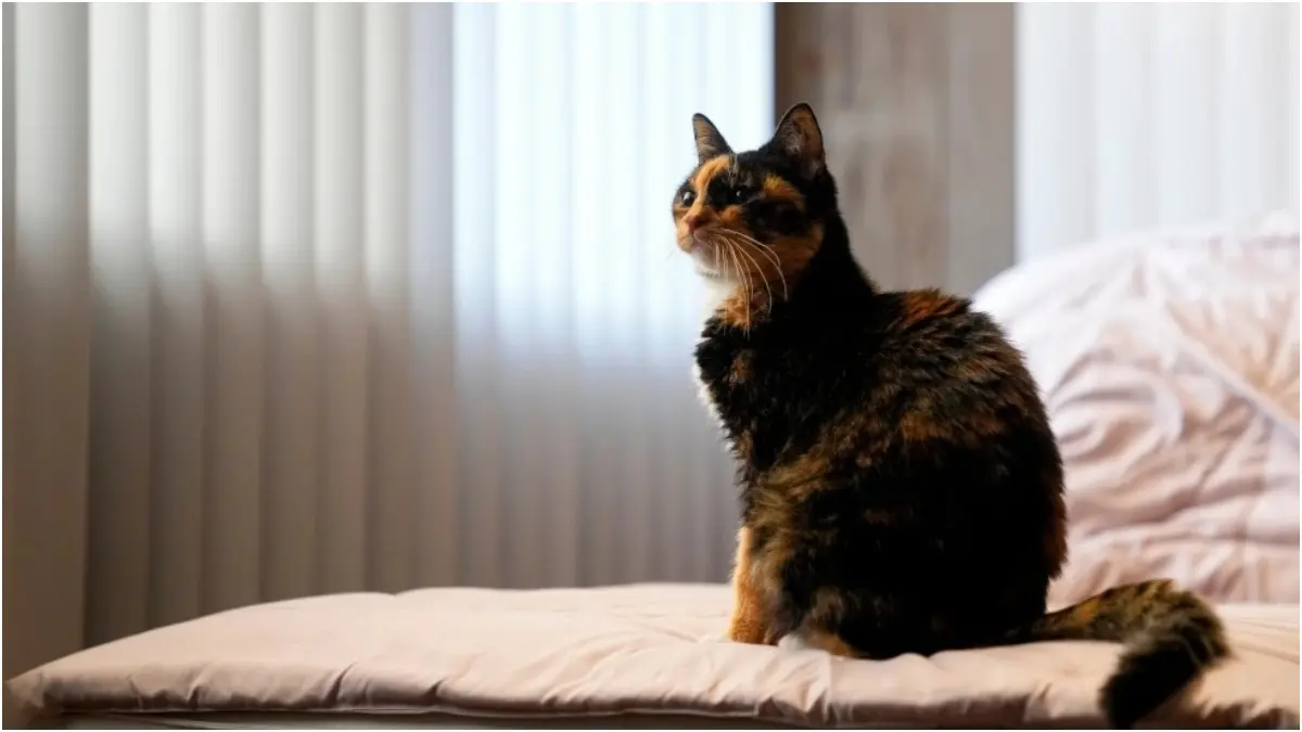 Pets Contribute To Greenhouse Gases Like Us, Here’s How To Reduce Their Carbon Pawprint Pets contribute to carbon footprint like humans