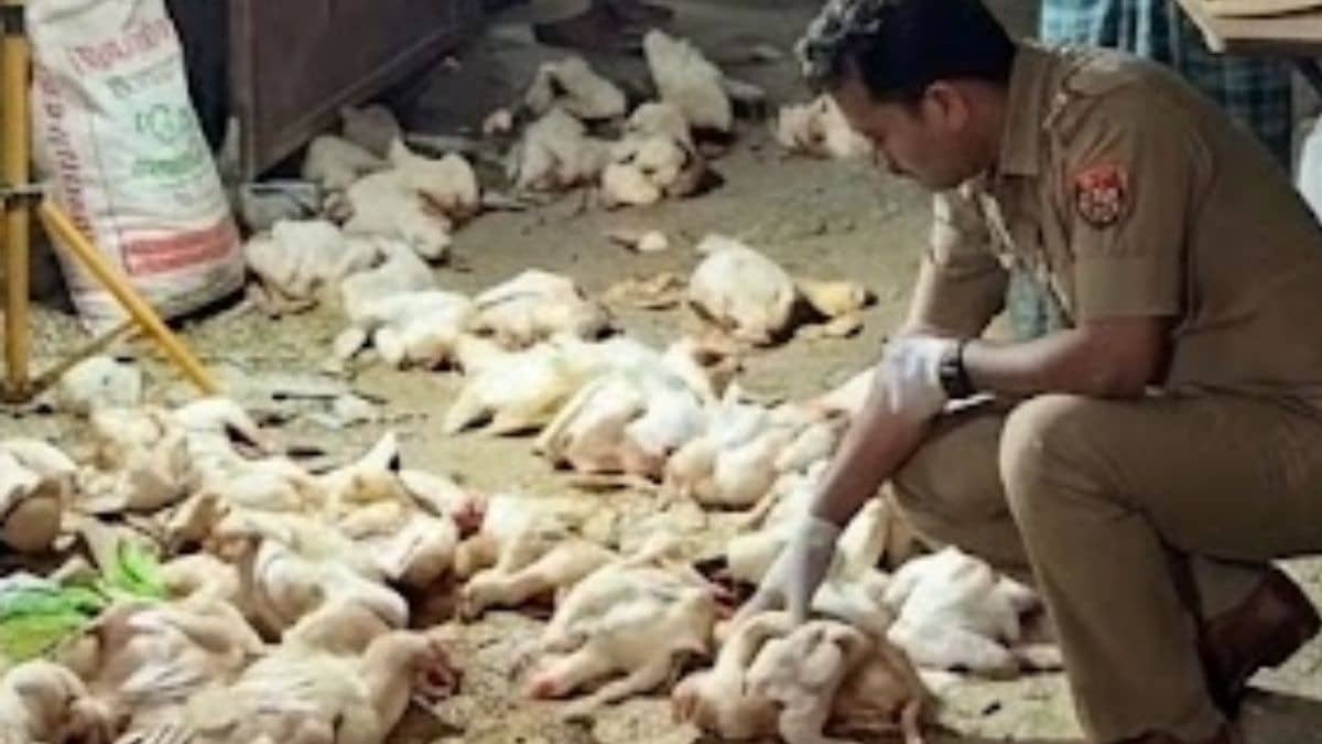 Poultry Farm Chicken Death