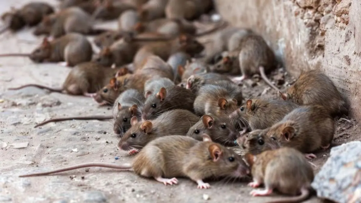 Rat Removal Tips: चूहों की धमाचौकड़ी से हैं परेशान तो अपनाएं ये देसी तरीके, खुशबू से ही रातों-रात हो जाएगें गायब rat removal tips