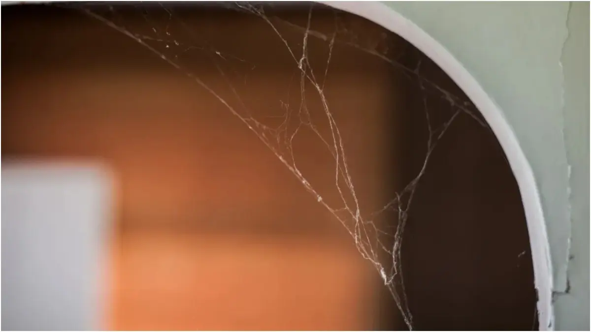 How To Get Rid Of Cobwebs At Home During Summers? Spiders are repelled by pungent smell