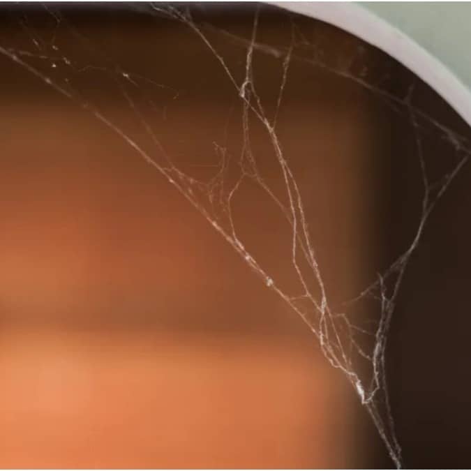 Spiders are repelled by pungent smell