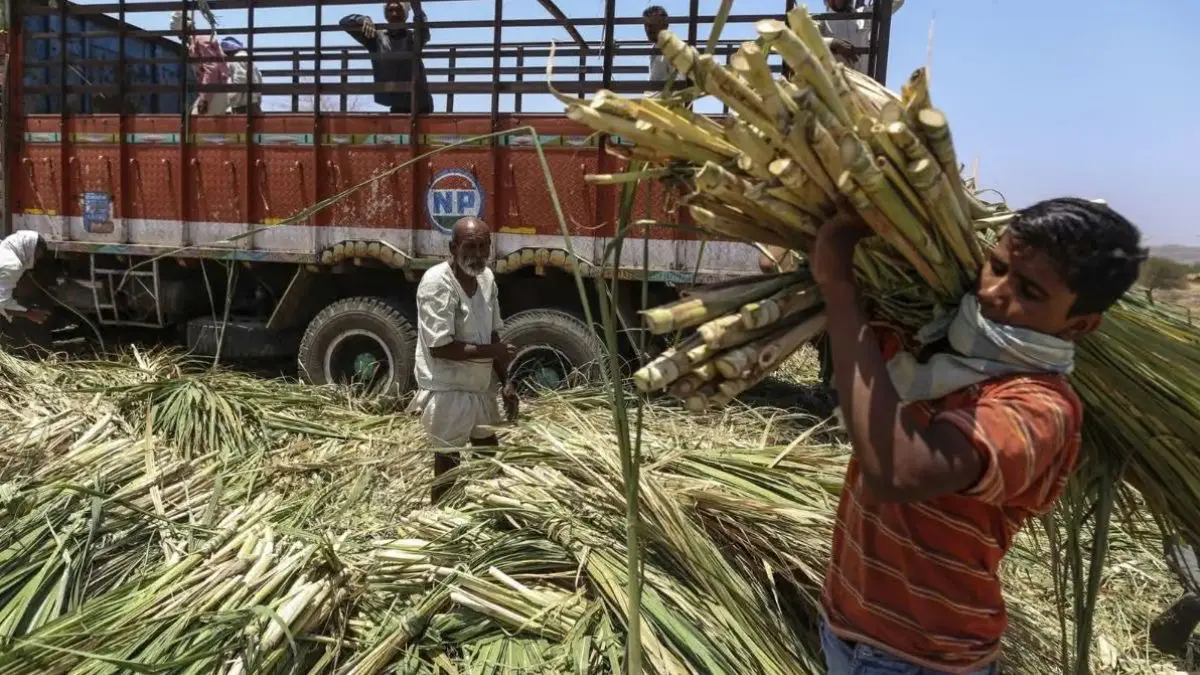 India Faces Second Year of Sugar Deficit as Mills Close Early Sugar Deficit I India