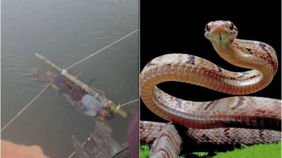 Tantrik's Remedy Kills Teen: 14-Year-Old Bitten By Snake Submerged In Ganga River For 12 Hours