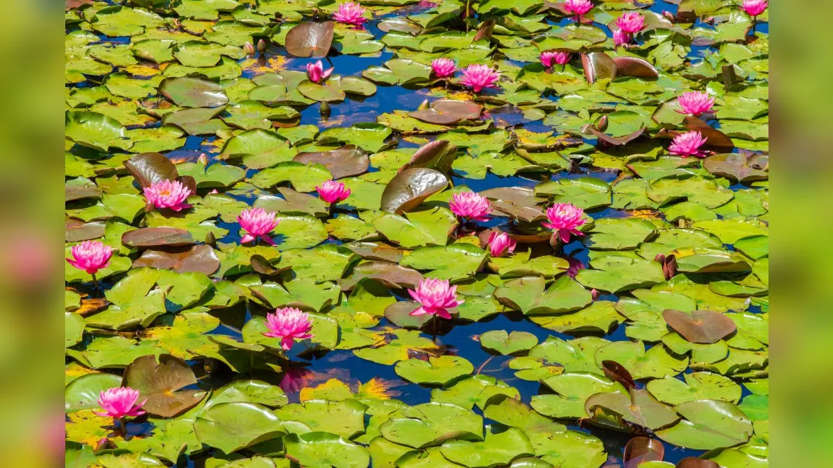 Thief Stays Underwater For 5 Hours To Evade Arrest, Uses Lotus Stem Like Snorkel To Breathe | Jabaplur Thief Stays Underwater For 5 Hours To Evade Arrest, Uses Lotus Stem Like Snorkel To Breathe | Jabaplur