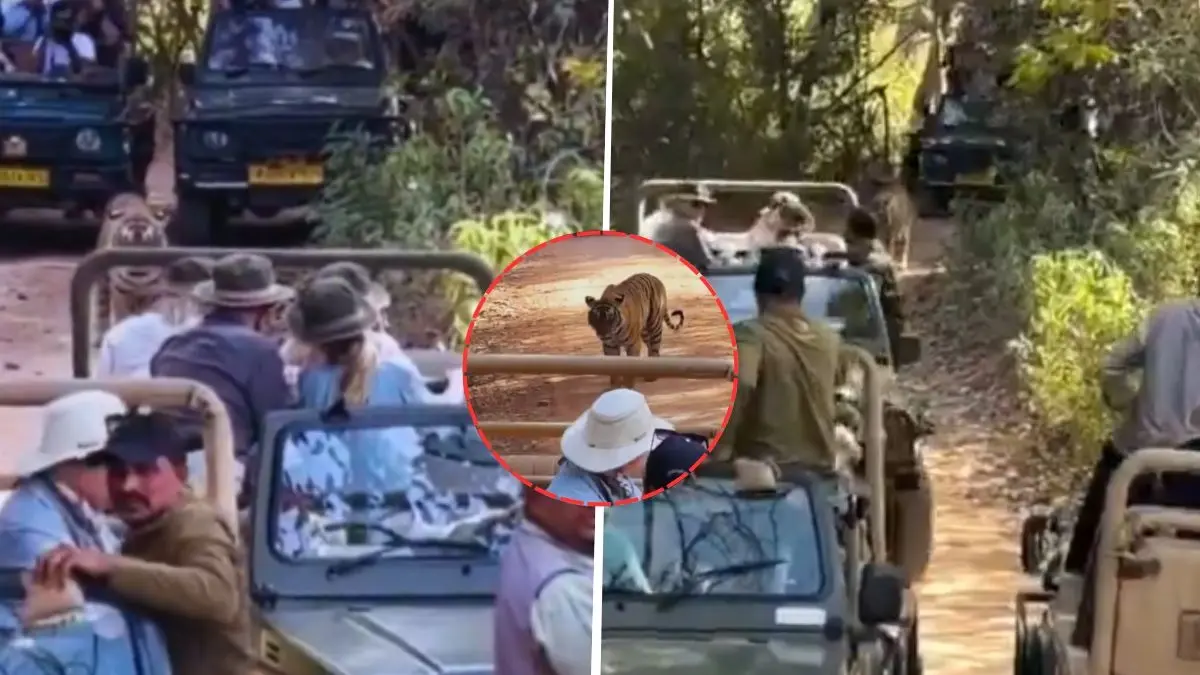 Traffic Jam In The Wild! Safari Jeeps Surround Tiger In Ranthambore National Park, Viral Video Sparks Outrage Tiger stuck in traffic jam at Ranthambore National Park