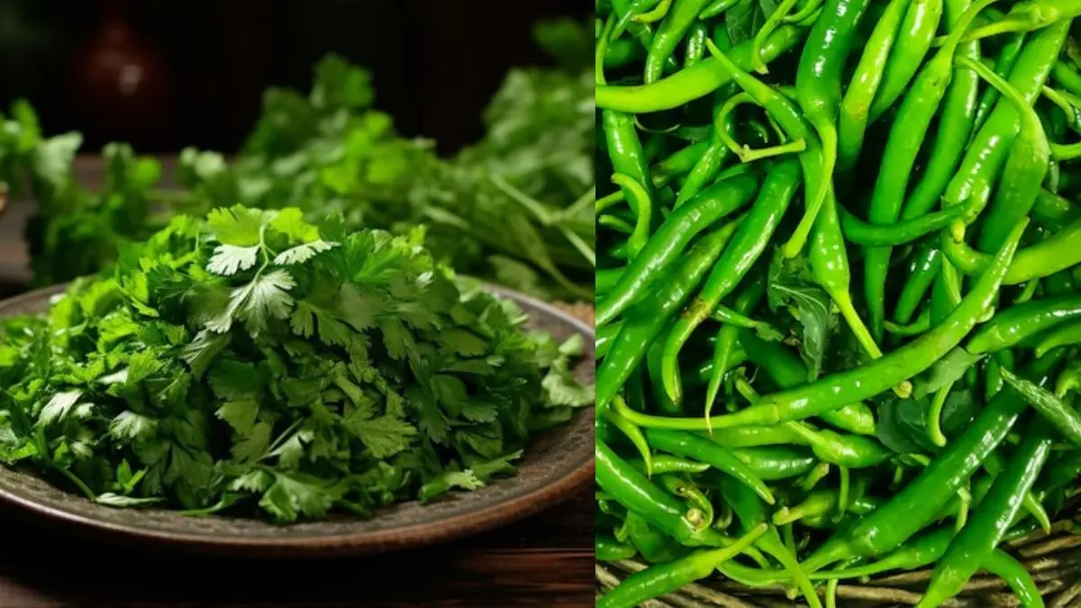 Tips and Tricks: फ्रिज में भी रखे-रखे सूख रहा है धनिया तो अपनाएं ये ट्रिक, हफ्ते भर रहेगा हरा-भरा Tips and Tricks