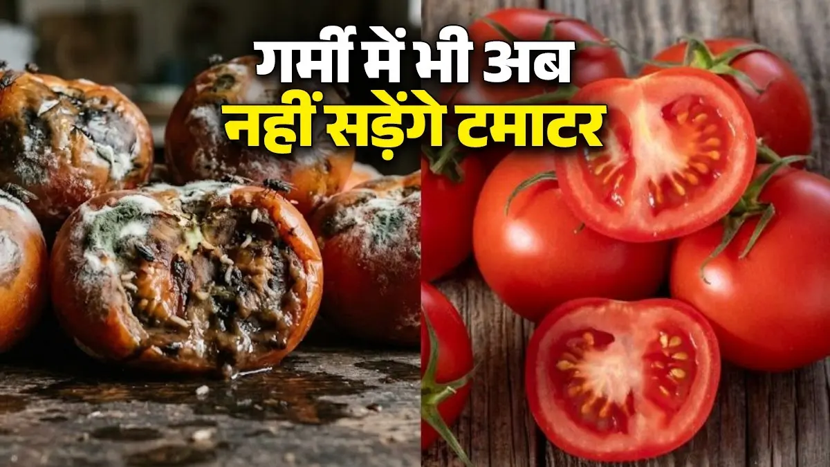 Tomato Storage Tips In Summer: गर्मी में गल जाते हैं टमाटर? बिना फ्रिज के हफ्तों तक फ्रेश रखने के ये 5 देसी जुगाड़ आएंगे काम tomato-storage-tips-in-summer-how-to-keep tomato-fresh-without-fridge desi-hacks tamatar ko taza rakhne ke tips