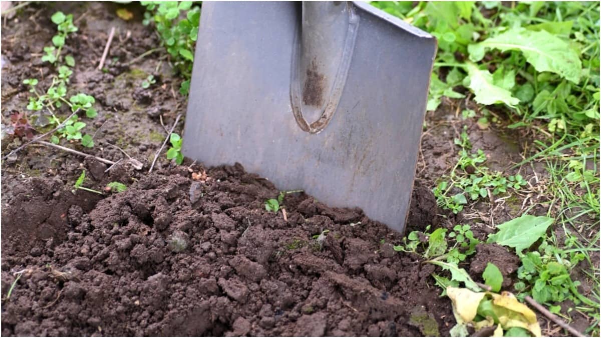 Unhealthy soil can lead to plants dying