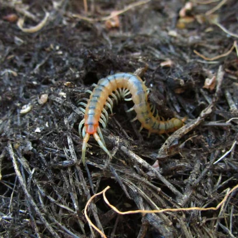 Description of the pic