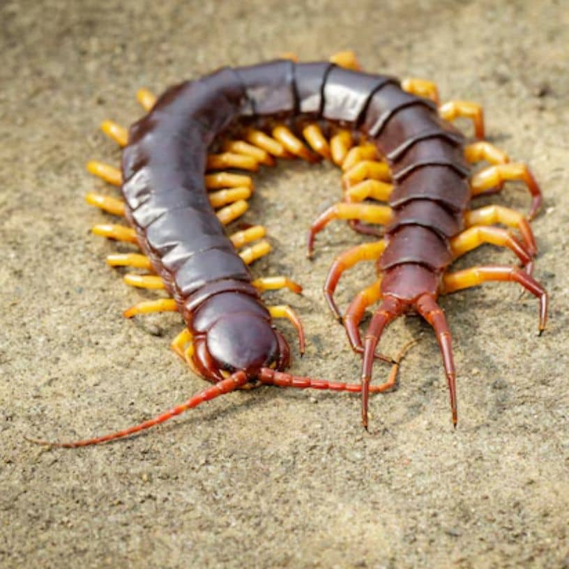 Description of the pic